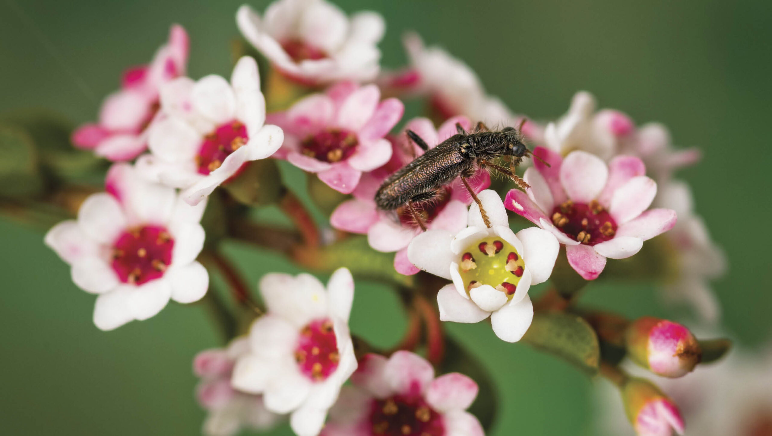 Clerid beetles are commonly seen on flowers, feeding on pollen or insects.